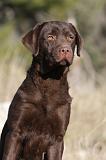 LABRADOR 624